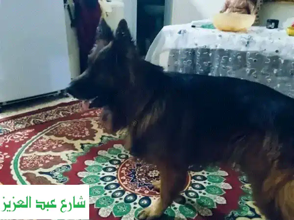 جرمن شيبرد أصيل - رفيق مخلص وقوي!