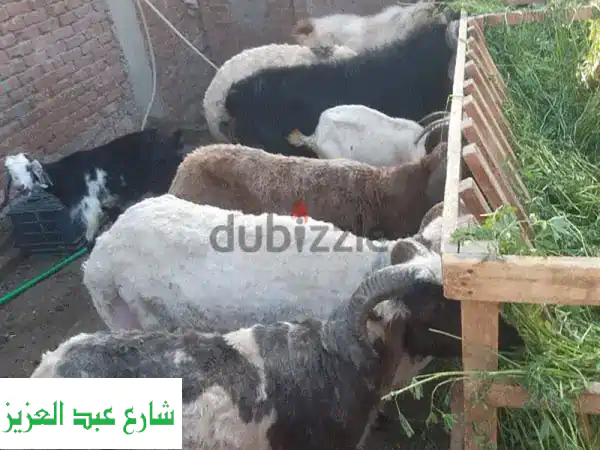 أضاحيك المباركة.. خرفان وجديان ممتازة تربيتها منزلية