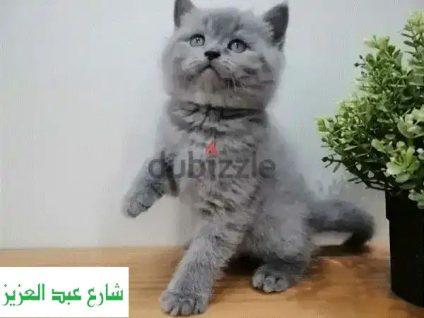 قطط اسكتشية وبريطانية رائعة - أطفال رقيقة للبيع!