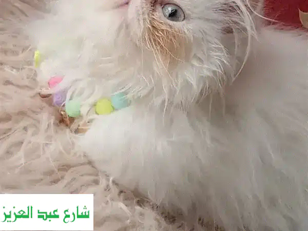 قط هيمالايا أورانج - رفيقك الصغير اللطيف ينتظرك!