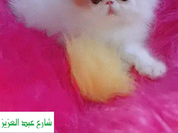 قط هيمالايا أورانج - رفيقك الصغير اللطيف ينتظرك!