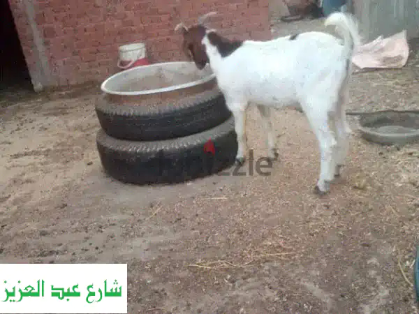 جدّي بور أصيل - جيل ثالث - عمر 3 أشهر - فرصة مميزة!