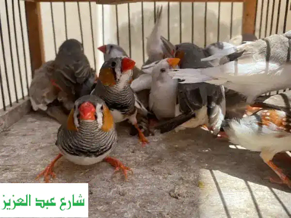 مجموعات زيبرا شغالة بالجوز (250 قطعة) - حيوانات أليفة رائعة لحمامك!