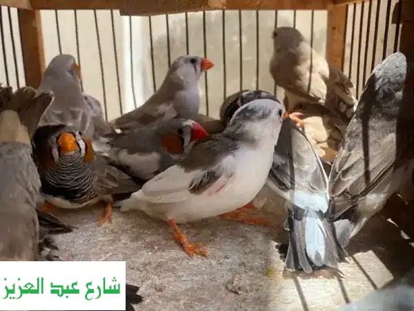 مجموعات زيبرا شغالة بالجوز (250 قطعة) - حيوانات...
