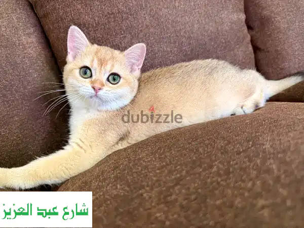قطة سكوتش ستريت جميلة - عمر ٣.٥ أشهر -  فرصة مميزة!