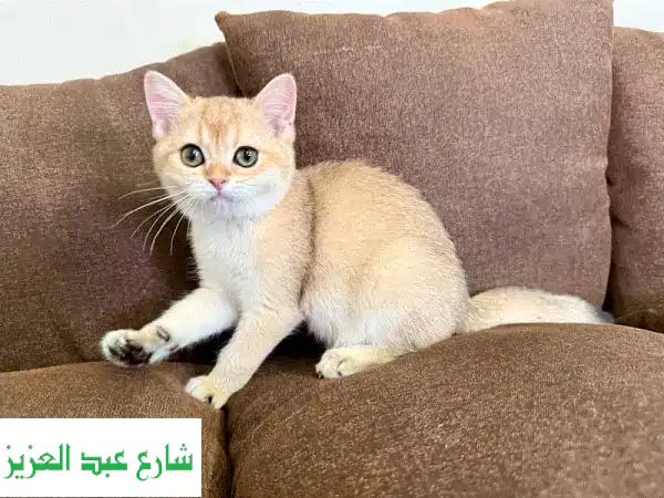 قطة سكوتش ستريت جميلة - عمر ٣.٥ أشهر -  فرصة مميزة!
