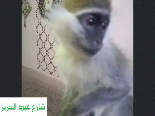 نسناس أليف هادئ للبيع - فرصة مميزة!