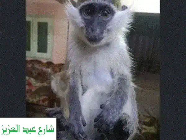 نسناس أليف هادئ للبيع - فرصة مميزة!