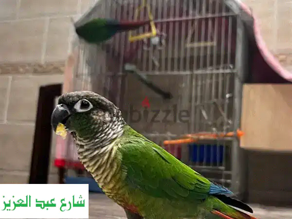 كونيور جرين (أخضر) للبيع - ذكر وأنثى - ببغاءان رائعين لعائلتك!