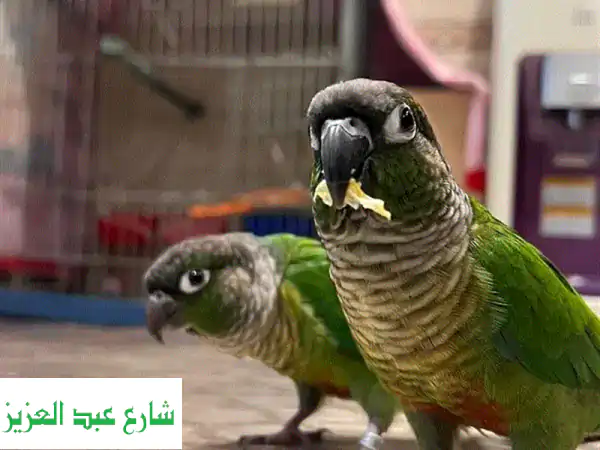 كونيور جرين (أخضر) للبيع - ذكر وأنثى - ببغاءان...