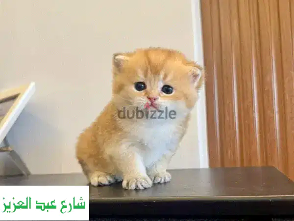 قطط بريطانية قصيرة الشعر ذهبية النخبة - أروع...