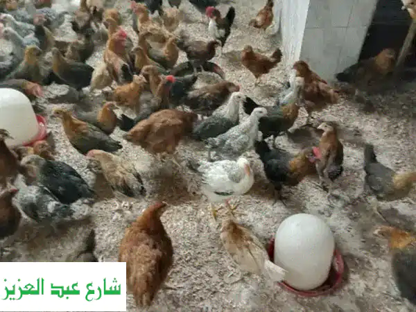 فراخ بلدي ممتازة - ديوك وفراريخ بأسعار مميزة!