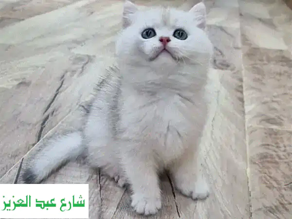 قطة بريطانية قصيرة الشعر أنيقة - Silver Ns11 - فرصة ثمينة!