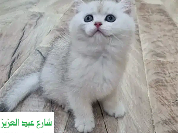 قطة بريطانية قصيرة الشعر أنيقة - Silver Ns11 - فرصة ثمينة!