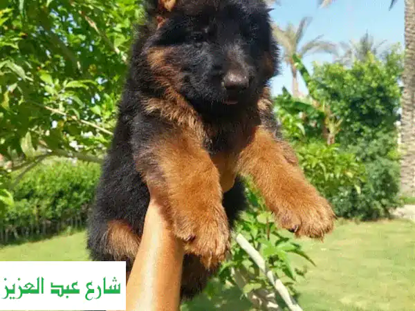 جرو أنثى جيرمن شيبرد شولين - جمالٌ نادرٌ ينتظرك!