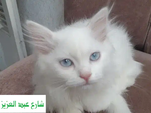 حماية قطتك الأليف.. منزل جديد، نفس الحب!