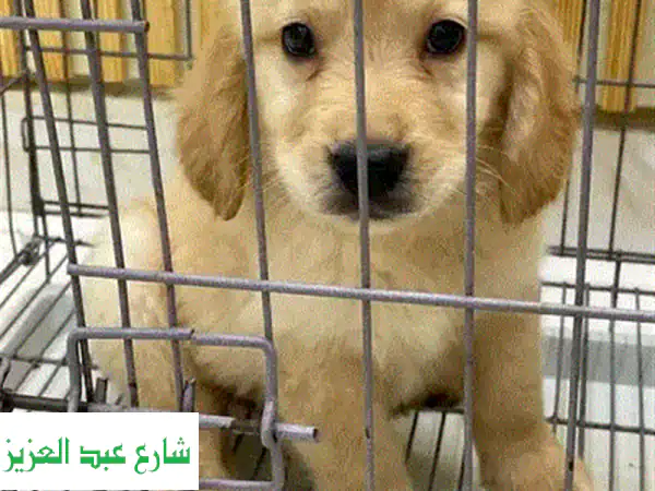 جرو أنثى جيرمن شيبرد شولين - جمالٌ نادرٌ ينتظرك!