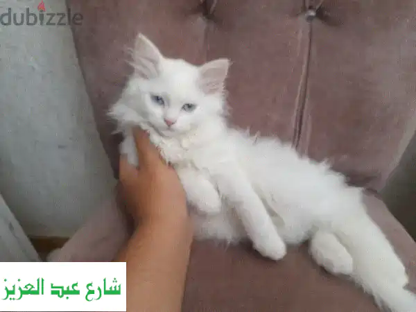 حماية قطتك الأليف.. منزل جديد، نفس الحب!