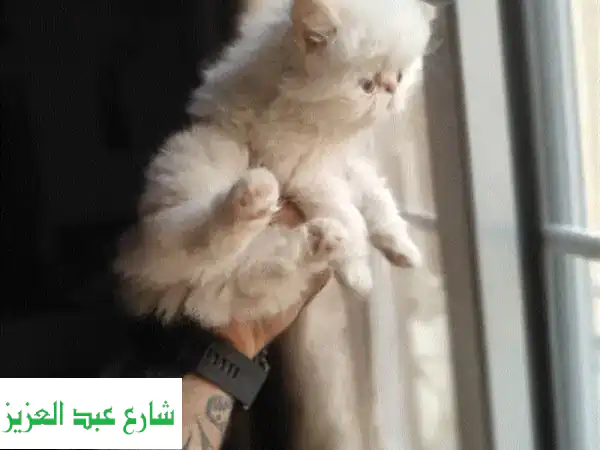 قطط بيرشَن زرار بيكي فيس فخمة -  فرصة ذهبية لعائلة محبة!
