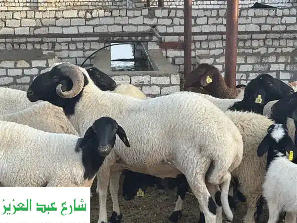 كبش برقي ضحية أو طلوقة - لحم صغير، وزن 90 كيلو -...