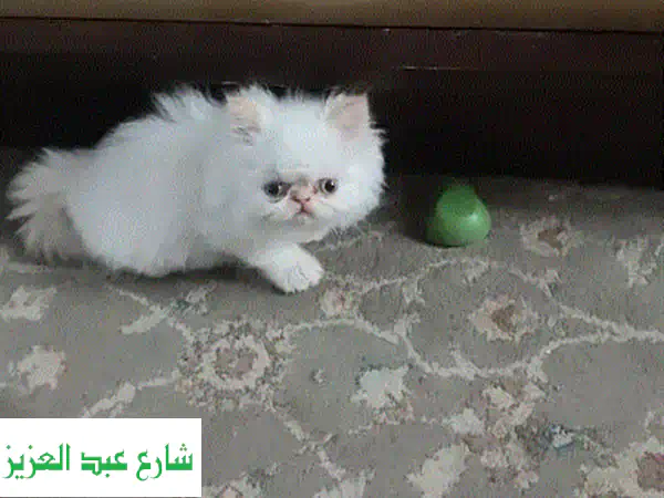 قطط بيرشَن زرار بيكي فيس فخمة -  فرصة ذهبية لعائلة محبة!