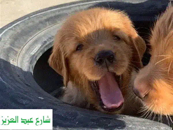 جولدن ريتريفر شوكولاتة بيور لونغ هير - رفيقك الوفي ينتظرك!