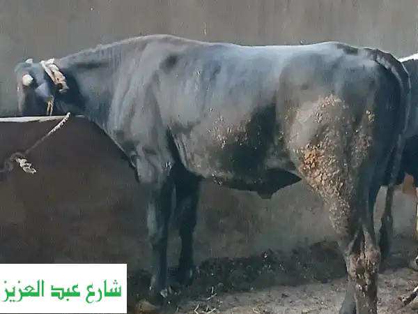 أضحية وعقيقة مميزة من جمعية أحمد عرابي بالعبور...