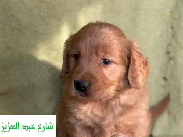جولدن ريتريفر شوكولاتة بيور لونغ هير - رفيقك...
