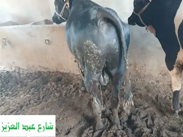 أضحية وعقيقة مميزة من جمعية أحمد عرابي بالعبور - أضحيات وعجول وأغنام عالية الجودة