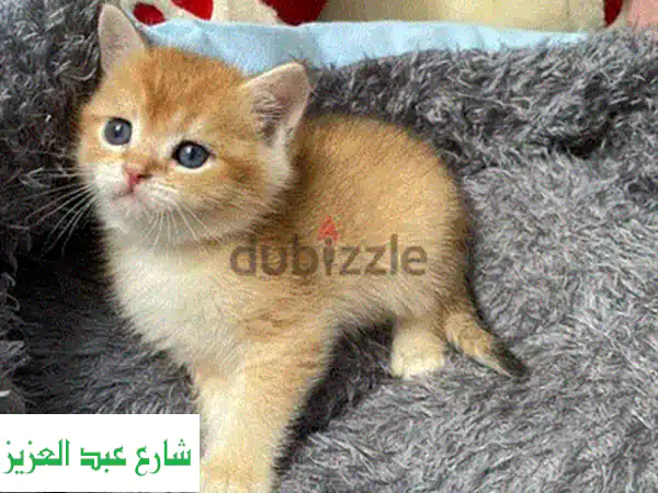 قط اسكتش فولد ذكر ذهبي - جمالٌ نادرٌ ينتظرك!