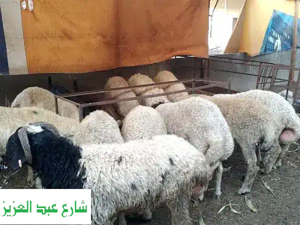 أضحية العيد: خرفان بلدي وبرقي مميزة من مزرعتنا -...