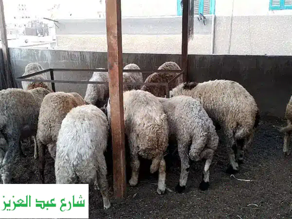 أضحية العيد: خرفان بلدي وبرقي مميزة من مزرعتنا - حدائق المعادي