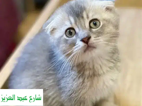 قط اسكتش فولد ذكر ذهبي - جمالٌ نادرٌ ينتظرك!