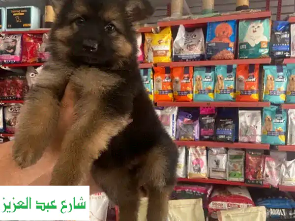 جِرمن شيبرد شو لاين: أنقى سلالة، أجمل رفيق!
