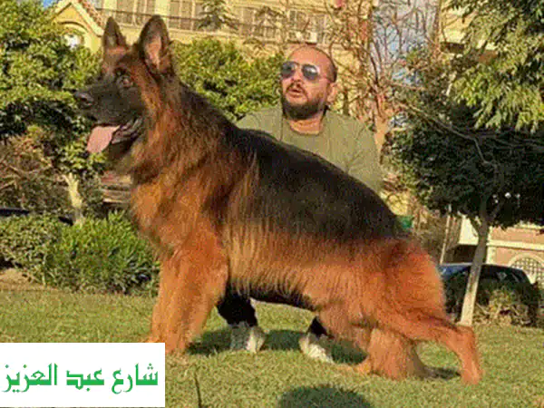 جِرمن شيبرد شو لاين: أنقى سلالة، أجمل رفيق!