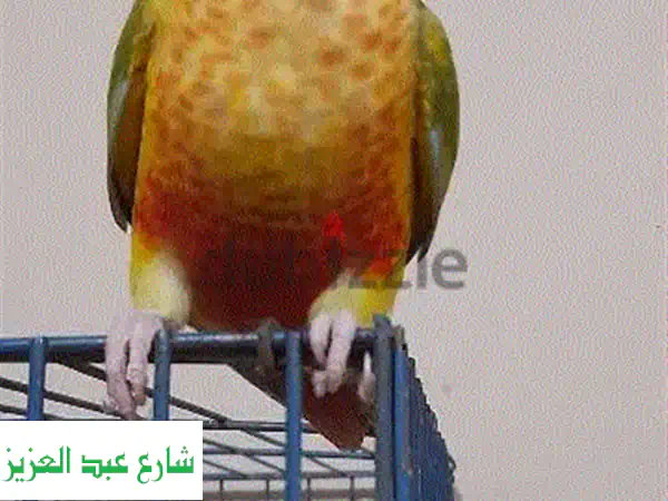 بينابول هاي ريد - أجود أنواع بينابول بسعر لا يُصدق! مصر