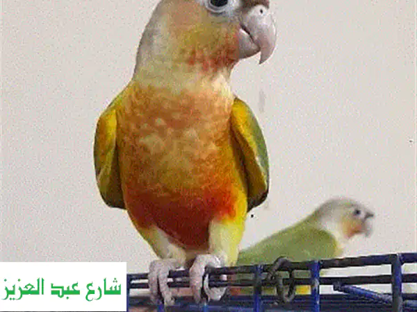 بينابول هاي ريد - أجود أنواع بينابول بسعر لا يُصدق! مصر
