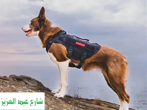 تحكم بكل سهولة في كلبك مع صديري OneTigris القابل للتعديل - مقاس XL!