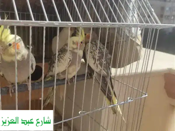 عصافير كوكاتيل صغيرة بريشة جميلة! 🐦 ثلاث طيور...