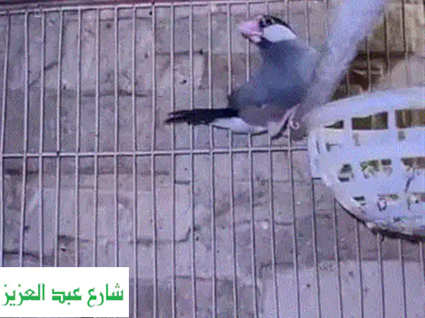 عصافير كوكاتيل صغيرة بريشة جميلة! 🐦 ثلاث طيور حيوية للبيع