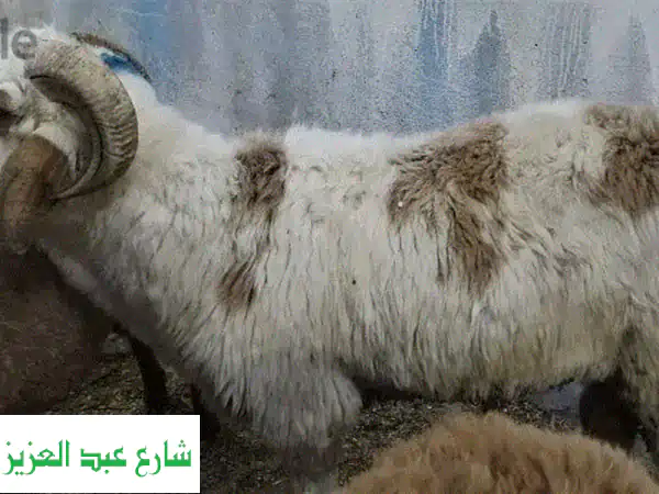 لحوم طاهرة وعالية الجودة - خرفان بلدي ورحماني بيتي...