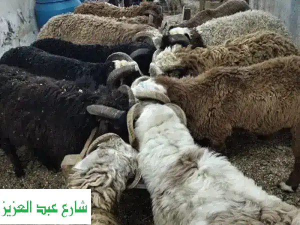 لحوم طاهرة وعالية الجودة - خرفان بلدي ورحماني بيتي من مزرعتنا
