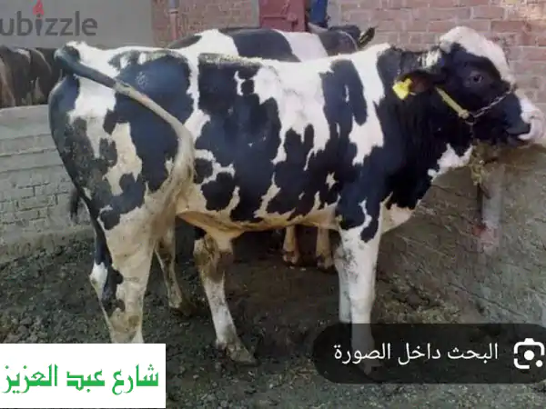 أضحية مباركة.. ذبح احترافي ورحيم مع جزارنا الخبير