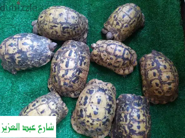 سلاحف يونانية نقية ✨  - امبابه، مع خدمة الشحن!