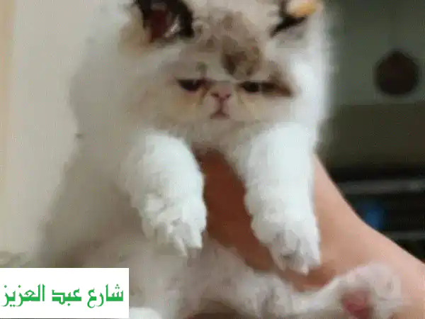 قطة كاليكو دبدوبة وصحية للبيع - عمر شهرين -...