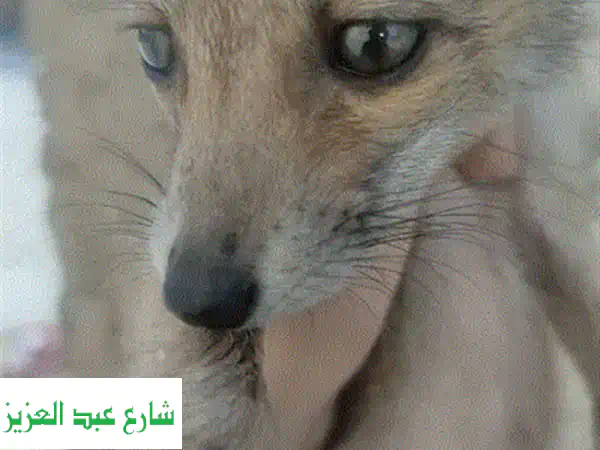 سلاحف يونانية نقية ✨  - امبابه، مع خدمة الشحن!