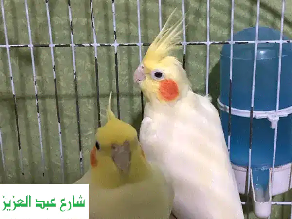 كوكتيل جوز هند منعش مع حماماتنا السعيدة! 🥥🐦
