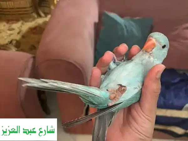 دُرّة هندية بلو أليفة، مدربة وآمنة للأطفال! 🐶💙