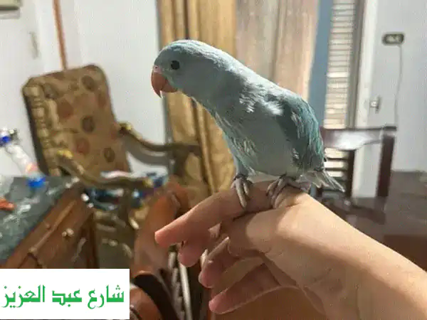 دُرّة هندية بلو أليفة، مدربة وآمنة للأطفال! 🐶💙