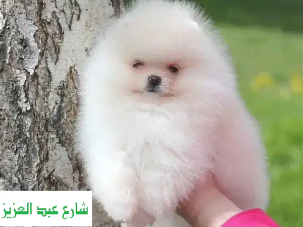 كلب بوميرانين صغير من روسيا - رقيق وودود للغاية!